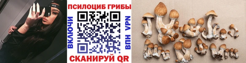 omg вход  Куртамыш  Галлюциногенные грибы мицелий  хочу наркоту 